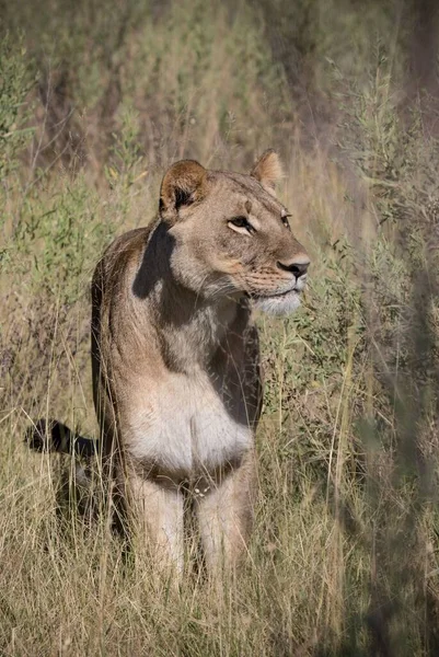 Puissant Lion Observant Les Lionnes Qui Sont Prêtes Pour Chasse — Photo