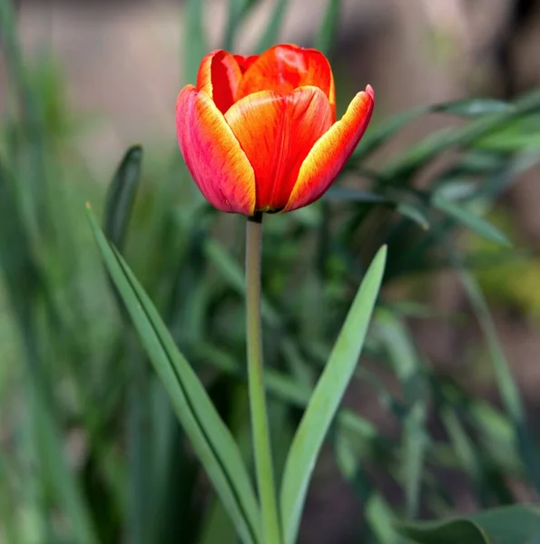 Красиві Червоні Тюльпани Саду — стокове фото