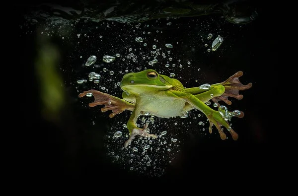 Een Close Van Een Groene Kikker Witlipboomkikker Onderwater Terrarium Donkere — Stockfoto