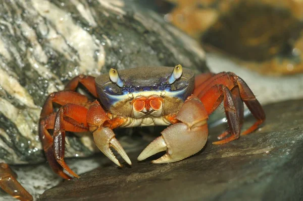 Colorful Tropical African Rainbow Terrestrial Crab — Stock Photo, Image