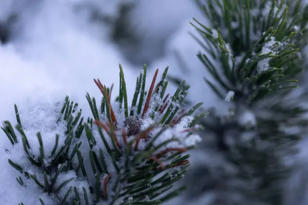 一张被雪覆盖的松树树枝的特写照片 — 图库照片