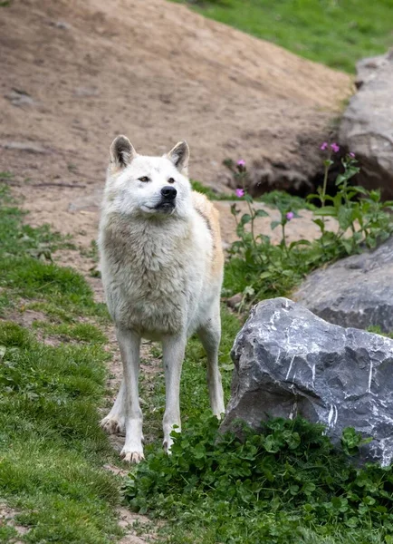 Een Witte Wolf Dierentuin Van Pairi Daiza België — Stockfoto