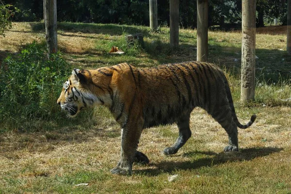 Closeup Shot Bengal Tiger Walking Green Park Sunny Summer Day — Stock Photo, Image