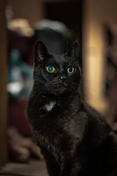 Een Portret Van Korte Haar Zwarte Kat Met Een Wazige — Stockfoto