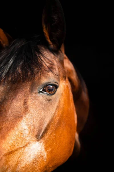 Eine Vertikale Aufnahme Des Gesichts Eines Braunen Pferdes Einem Stall — Stockfoto