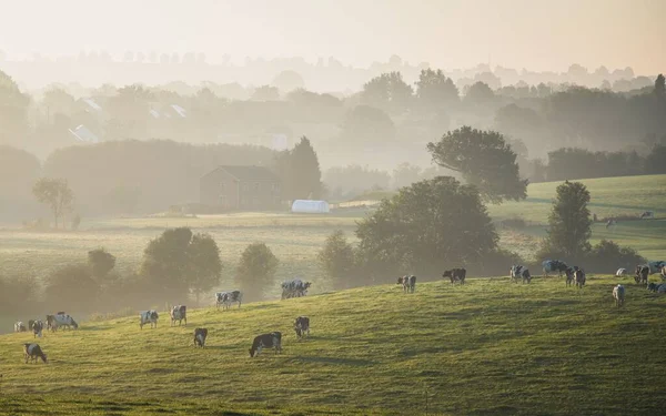 Uma Visão Aérea Vacas Gado Pastando Campos Grama Com Árvores — Fotografia de Stock