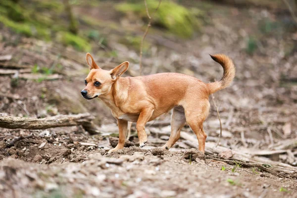 Une Sélection Chien Chihuahua Dans Parc — Photo