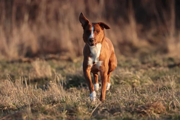 Een Closeup Shot Van Een Schattige Grote Bruine Hond Rennend — Stockfoto