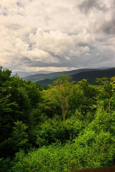 Colpo Verticale Alti Alberi Verdi Una Foresta Sotto Cielo Nuvoloso — Foto Stock