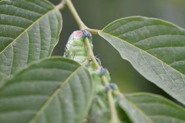 Closeup Shot Caterpillar Green Plant Stem — Stock Photo, Image
