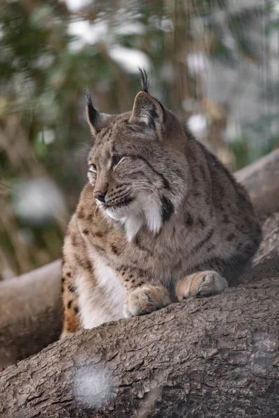 Een Verticaal Schot Van Een Euraziatische Lynx Tak Van Een — Stockfoto