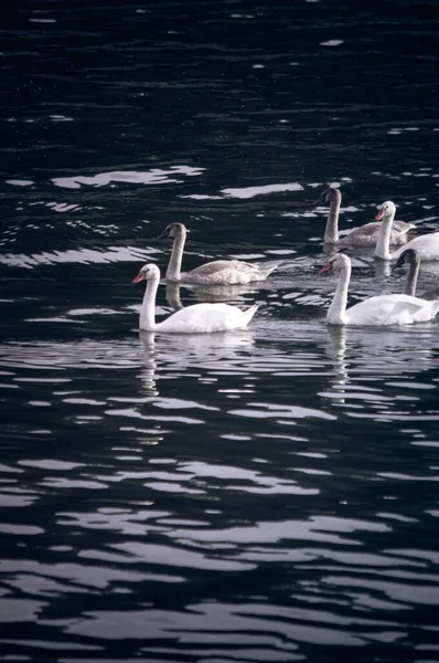 Μια Ομάδα Κομψών Κύκνων Πτηνών Cygnus Olor Μια Λίμνη — Φωτογραφία Αρχείου