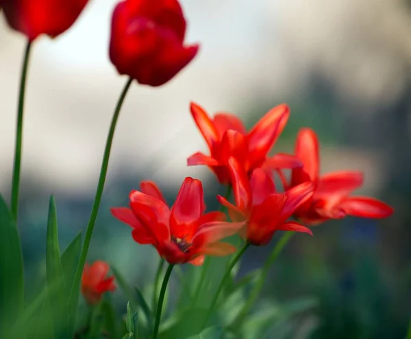 Beautiful Red Tulips Garden — Photo