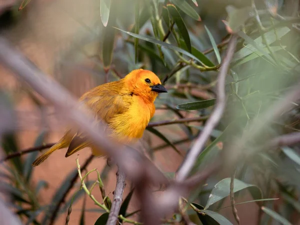 Ein Schwarzäugiger Leuchtend Gelber Kanarienvogel Sitzt Einem Saftig Grünen Baum — Stockfoto