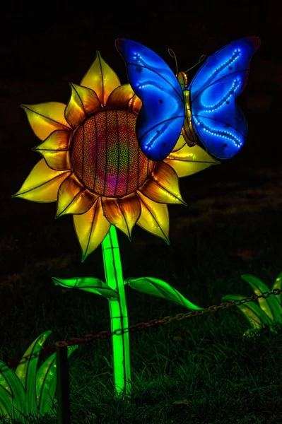 Una Mariposa Azul Iluminada Sobre Girasol Parque — Foto de Stock
