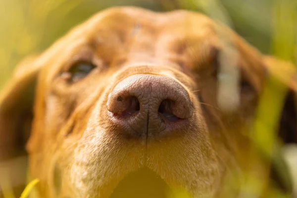 ハンガリーのヴィーズラ犬の鼻にクローズアップショット — ストック写真