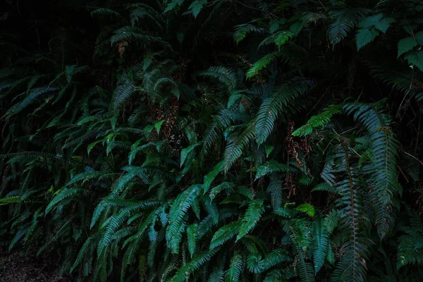 鬱蒼とした植物と湿った熱帯雨林の明るい緑のシダ植物のクローズアップショット — ストック写真