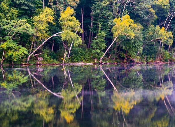 Красивый Снимок Деревьев Отраженный Озере — стоковое фото