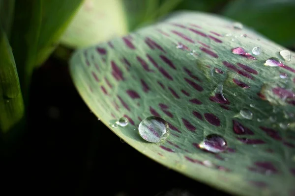 水滴で覆われた緑の葉のクローズアップショット — ストック写真