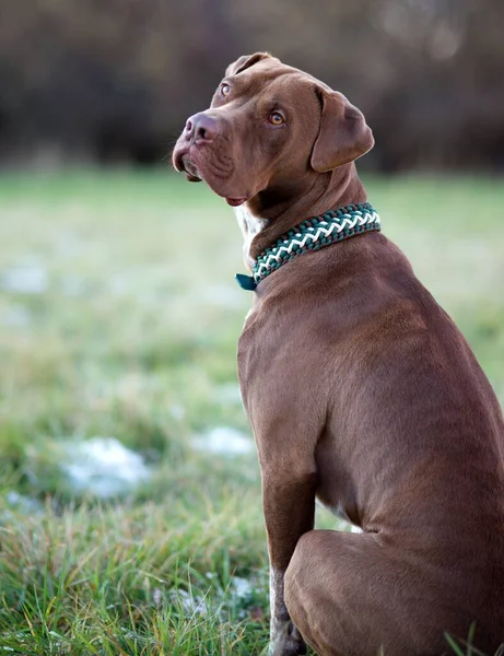 Close American Pit Bull Terrier Com Colar Verde Uma Grama — Fotografia de Stock