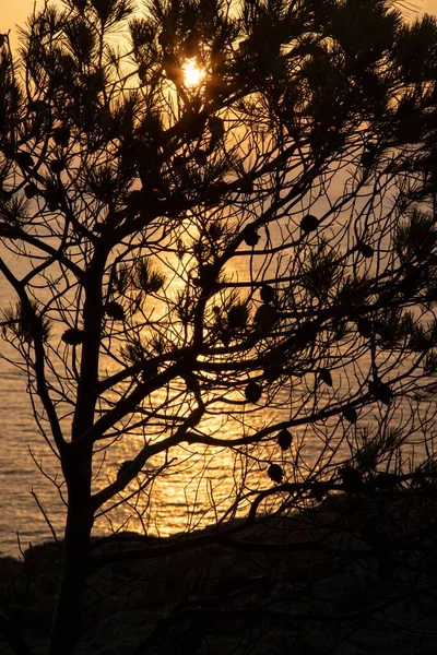 Вертикальный Снимок Силуэта Дерева Время Заката — стоковое фото