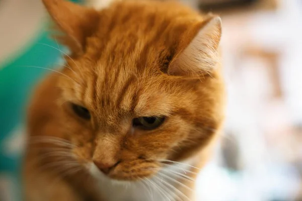 Kızıl Bir Kedinin Yakın Plan Fotoğrafı — Stok fotoğraf
