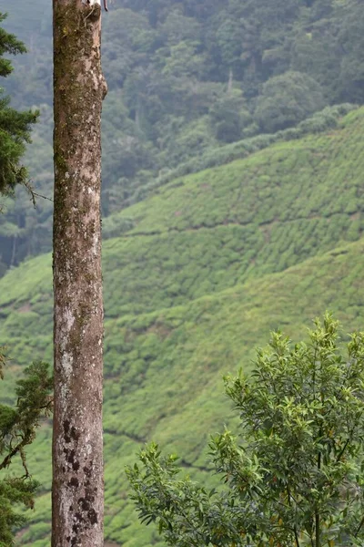 Vertikální Selektivní Zaostření Záběr Vysoký Tenký Kmen Stromu Zelené Listy — Stock fotografie