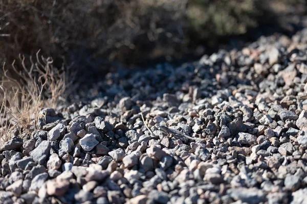 Pequeno Lagarto Camuflado Entre Pedras Deserto — Fotografia de Stock