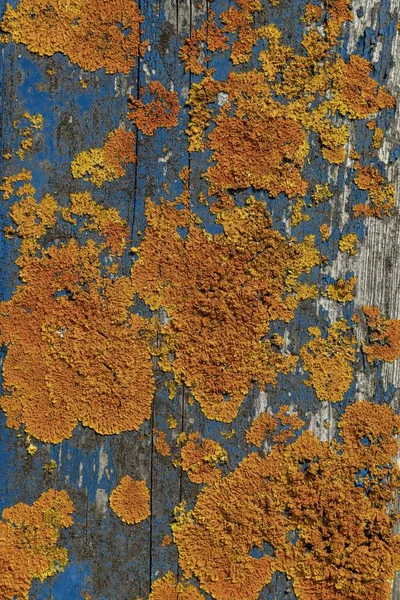 古い木の表面にオレンジ色の苔の垂直ショット — ストック写真