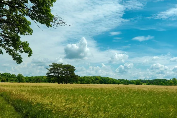 Uma Vista Aérea Campo Vegetação Cercado Por Árvores Densas — Fotografia de Stock