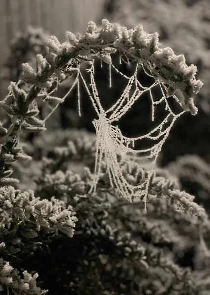 Ένα Επιλεκτικό Πλάνο Εστίασης Του Ιστού Αράχνης Καλυμμένο Πάγο — Φωτογραφία Αρχείου