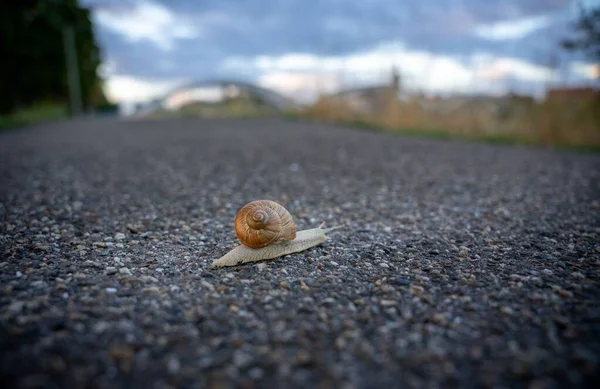 Close Snail Crawling Ground — Stock Photo, Image