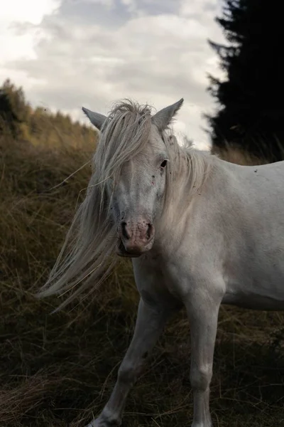 Вертикальний Знімок Витонченого Білого Коня Полі — стокове фото