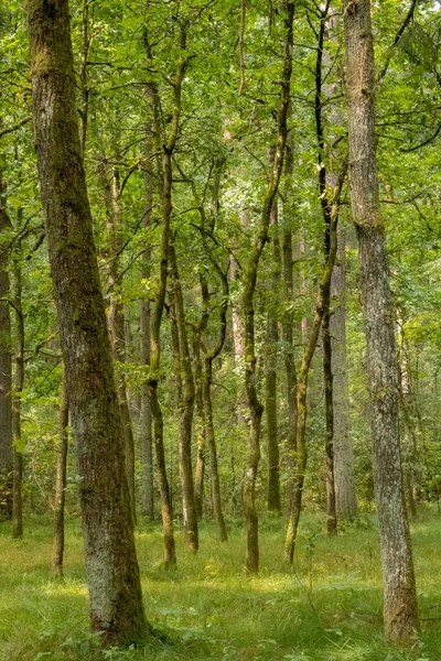 Pionowy Strzał Pni Drzew Zielonej Trawy Cichym Lesie Letnim — Zdjęcie stockowe