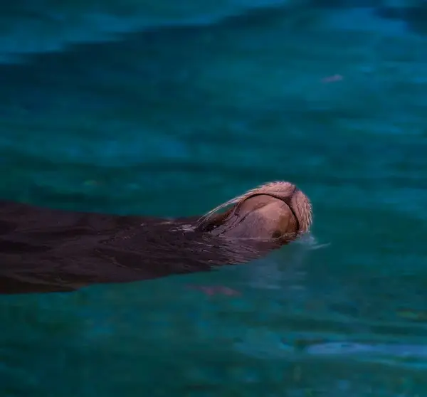 Foco Seletivo Leão Marinho Nadando — Fotografia de Stock