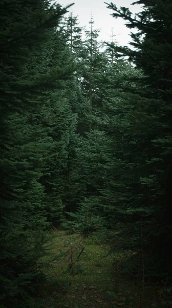 背の高い緑の木の森の垂直ショット — ストック写真