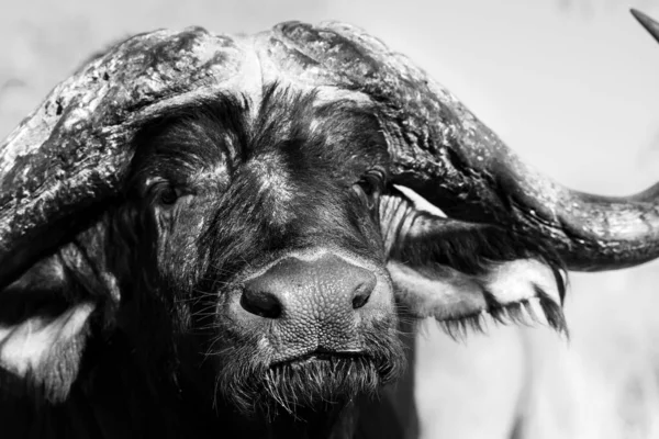 Gråskala Närbild Afrikanska Buffel Med Stora Kurviga Horn — Stockfoto