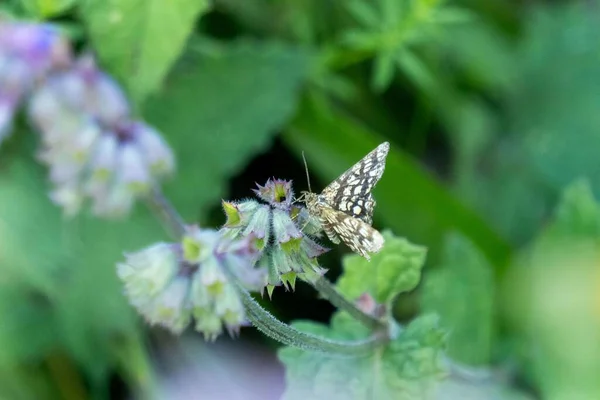Μια Κοντινή Φωτογραφία Μιας Πεταλούδας Αχιβάδες Πάνω Ένα Πράσινο Λουλούδι — Φωτογραφία Αρχείου