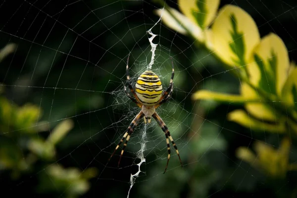 一只黄蜂蜘蛛的特写镜头 — 图库照片