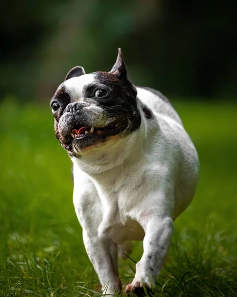 Colpo Verticale Bulldog Francese Esecuzione Selvaggia Con Gioia Pura Erba — Foto Stock