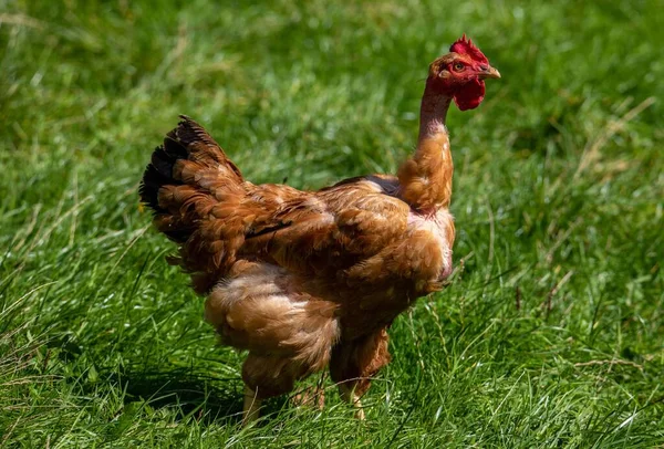 草の上を歩く裸の首を持つ鶏のクローズアップ — ストック写真