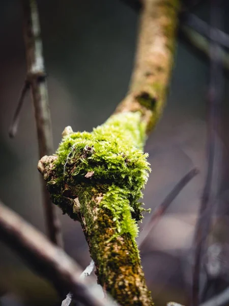Vertical Shot Mossy Branch Tree — Stock Photo, Image