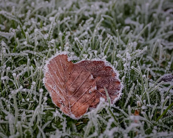 Closeup Shot Dry Beech Tree Leaf Frosty Grass — Stock Photo, Image