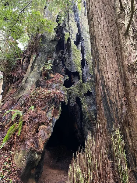Tiro Vertical Uma Caverna Musgosa Floresta Tropical — Fotografia de Stock
