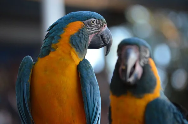 Wybiórcze Ujęcie Pary Papug Żółtogardłych — Zdjęcie stockowe