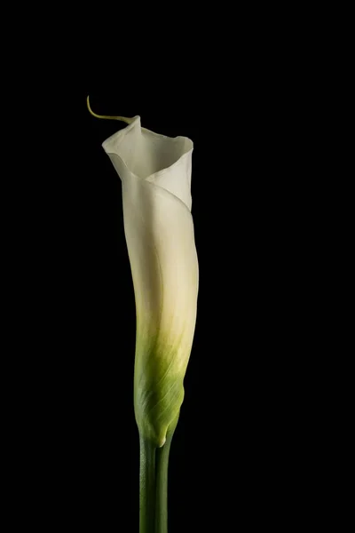 Siyah Arkaplanda Zambak Çiçeğinin Dikey Görüntüsü — Stok fotoğraf