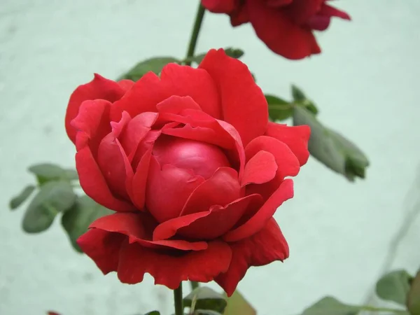 Zbliżenie Ujęcie Czerwonej Róży Rozmytym Tłem — Zdjęcie stockowe