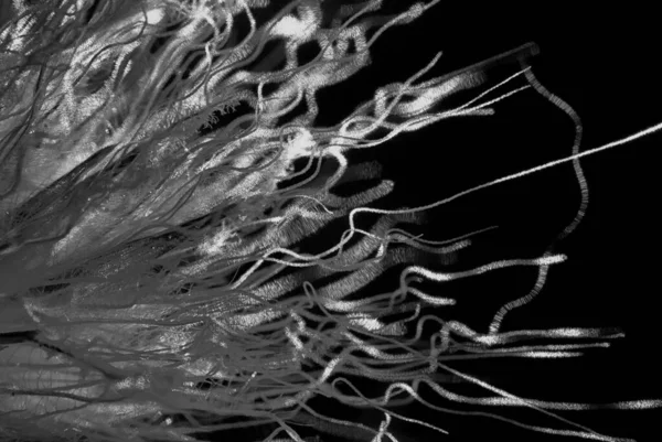 グレースケールで撮影された影の花びらの閉鎖 — ストック写真