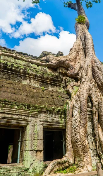 Disparo Vertical Las Antiguas Ruinas Khmer Del Templo Prohm Angkor —  Fotos de Stock