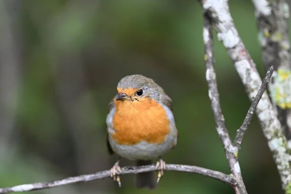 Plan Rapproché Oiseau Robin Erithacus Rubecula Perché Sur Une Branche — Photo